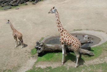 mom-and-kid-giraffe